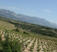 Испания: урожай винограда в этом году будет меньше на 15-20%