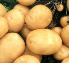 Урожай картофеля этого года полностью покрывает потребности населения