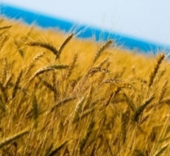 Казахстан: темпы уборки урожая снизились по сравнению с прошлогодними