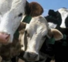 В Акмолинской области поголовье скота сократилось на 10 процентов